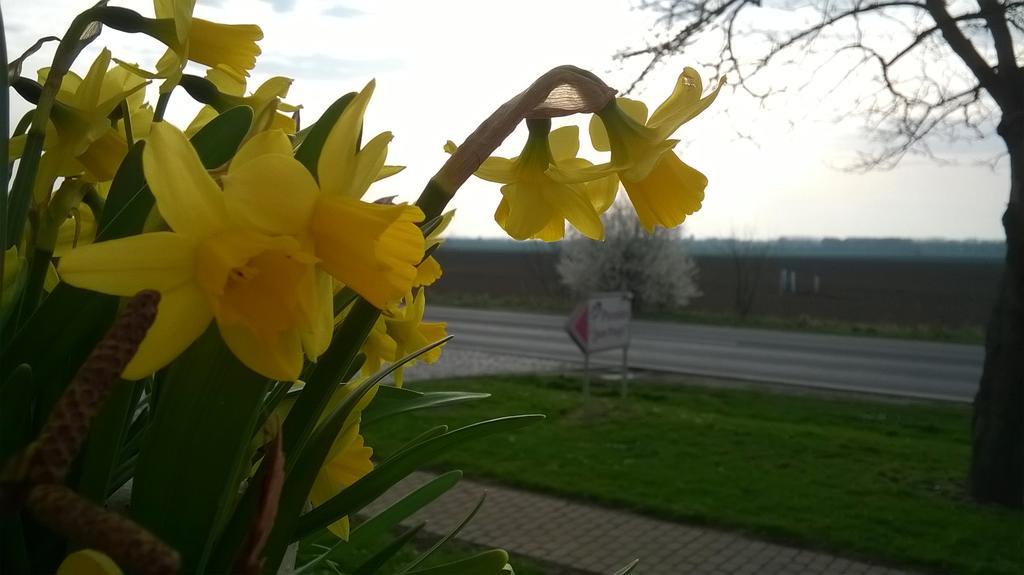 Pension Zum Engel Hotel Maagdenburg Buitenkant foto